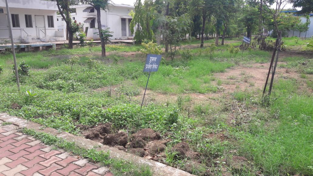 web development India